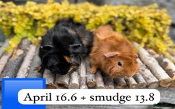 Guinea Pig rodents for sale: Beautiful baby male guinea pigs ready now and soon - Image 2