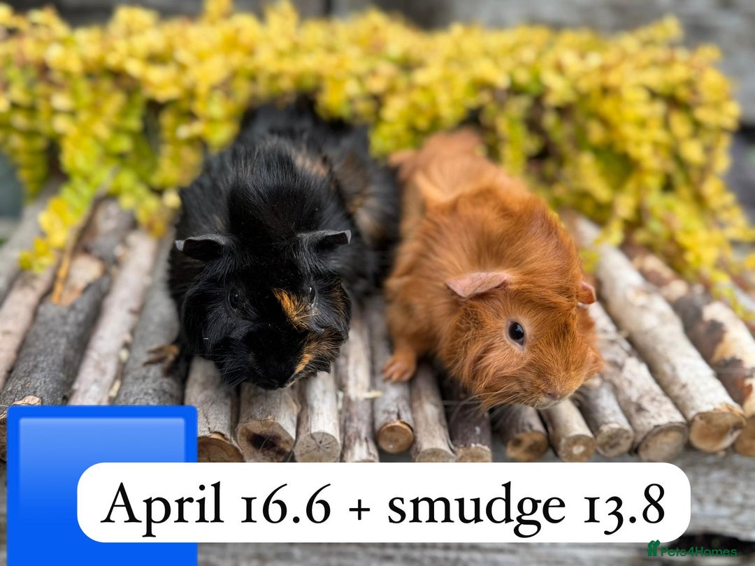 Guinea Pig rodents for sale: Beautiful baby male guinea pigs ready now and soon - Image 2