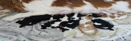 Cavalier King Charles Spaniel dogs for sale: MRI scanned pareents fully health tested  - Advert 15