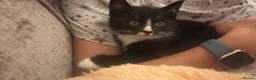 Mixed Breed cats for sale: Lovely and friendly kittens  - Advert 2