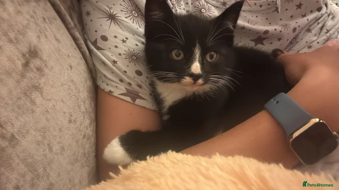 Mixed Breed cats for sale: Lovely and friendly kittens  - Advert 2