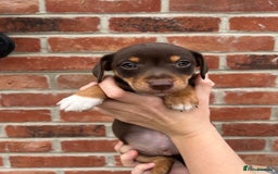 Jack Russell dogs for sale: READY NOW - beautiful tiny choc babies! 1 girly  - Image 33