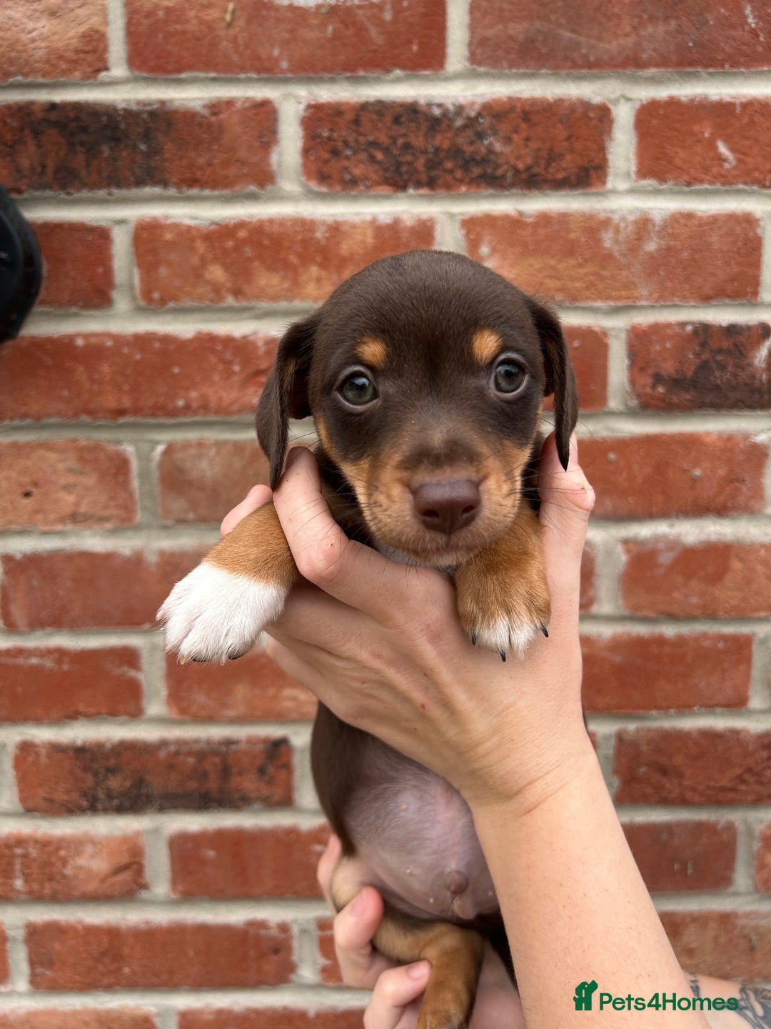 Jack Russell dogs for sale: READY NOW - beautiful tiny choc babies! 1 girly  - Image 33