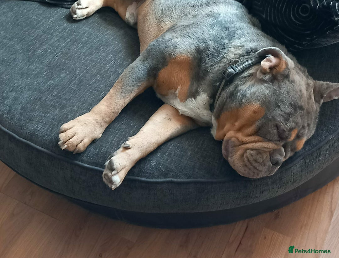 English Bulldog dogs for sale: English bull dog  - Advert 3