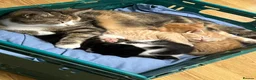 Domestic Shorthair cats for sale: BEAUTIFUL KITTENS - Advert 2