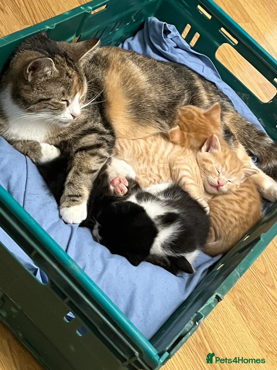 Domestic Shorthair cats for sale: BEAUTIFUL KITTENS - Advert 2
