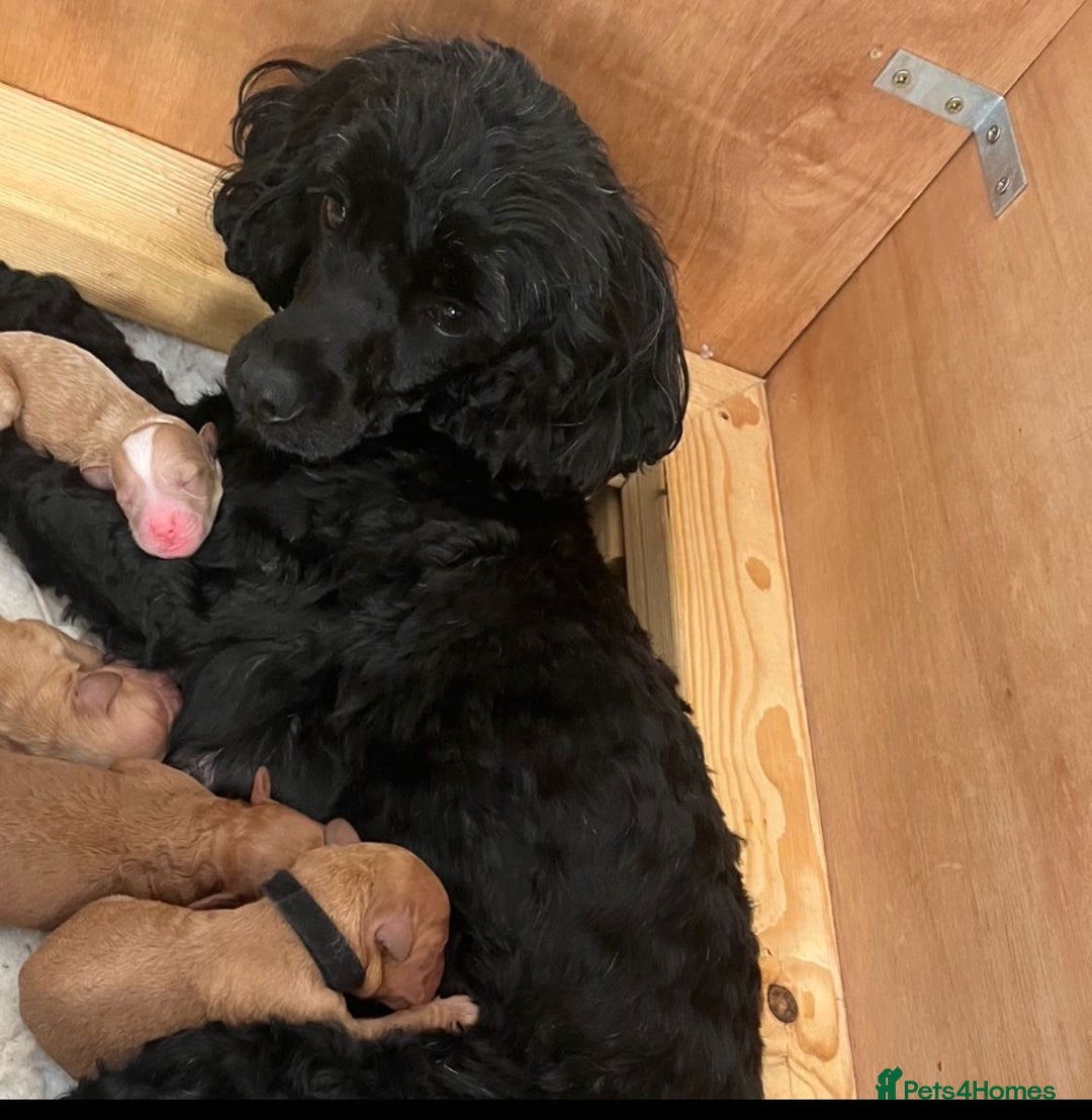 Cockapoo dogs for sale: Stunning Superb DNA Clear F1B Toy Cockapoo Pups - Image 9