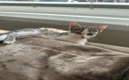 British Shorthair cats for sale: 4 female kittens  - Image 4