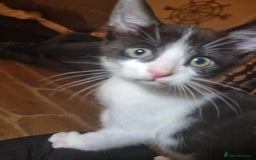 British Shorthair cats for sale: Tuxedo kittens  - Image 3