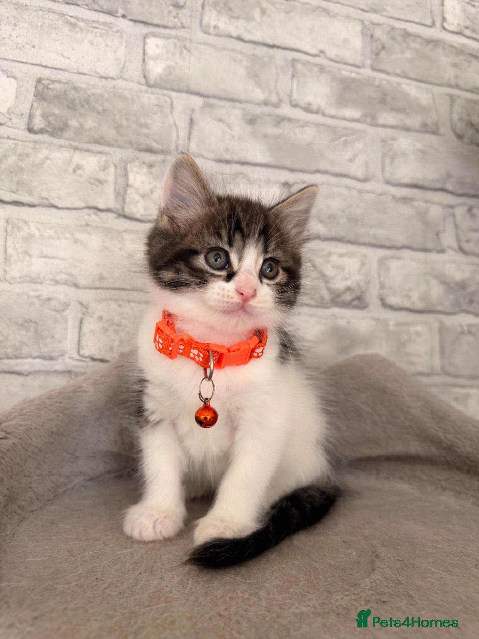 Mixed Breed cats Ragdoll X Turkish angora kittens for SALE !!! - Advert 2