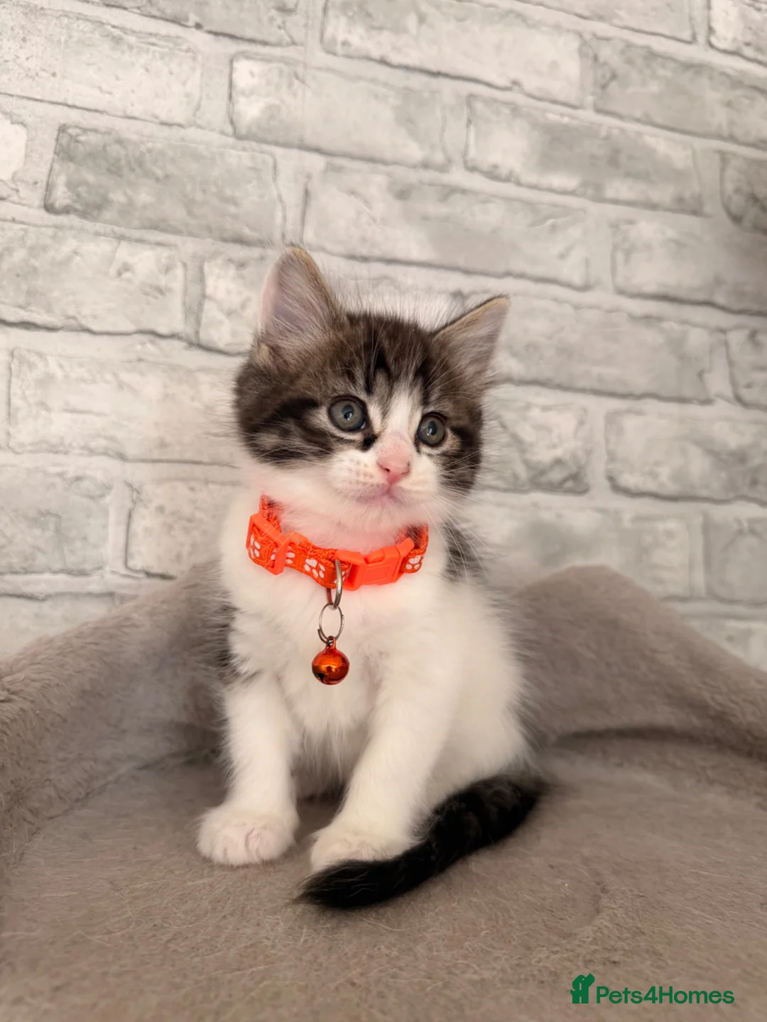 Mixed Breed cats for sale: Ragdoll X Turkish angora kittens for SALE !!! - Advert 1