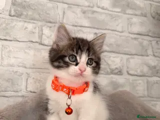 Mixed Breed cats Ragdoll X Turkish angora kittens for SALE !!! - Advert 5