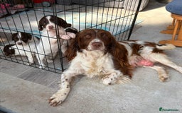English Springer Spaniel dogs for sale: kc registered springer spaniel pups  - Image 1