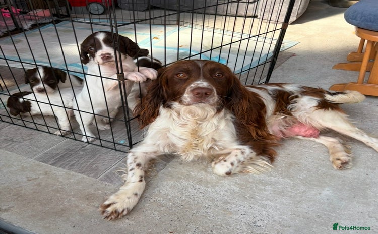 English Springer Spaniel dogs - Advert 2