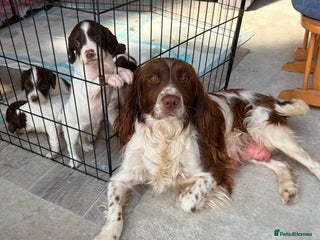 English Springer Spaniel dogs - Advert 13