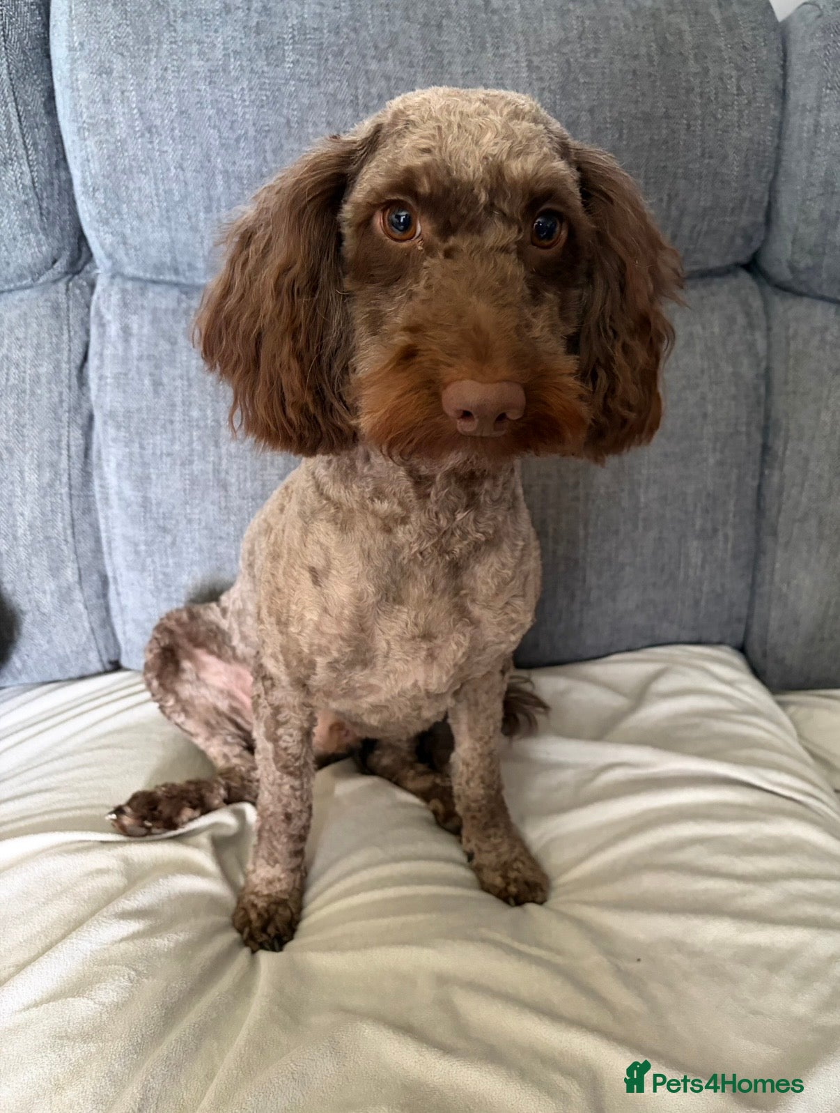Cockapoo dogs  2 1/2 year old chocolate castrated cockapoo boy - Advert 18