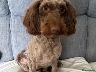 Cockapoo dogs 2 1/2 year old chocolate castrated cockapoo boy - Advert 18