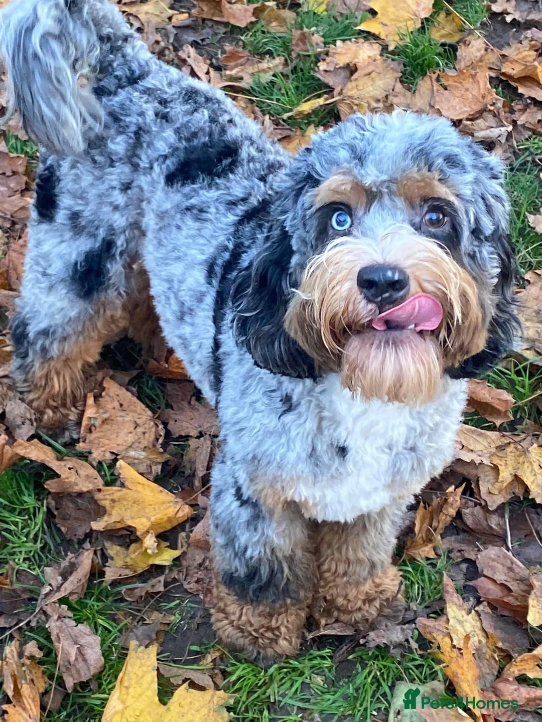 Cockapoo dogs for stud: Unique f3 American cockapoo stud  in Aberdeen - Advert 8