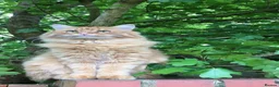 Maine Coon cats for sale: Barney (Ginger Maine Coon X British Longhair) in Tunbridge Wells - Advert 5