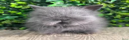 Lionhead rabbits for sale: BEAUTIFUL BABY LIONHEAD BUNNIES  - Advert 3