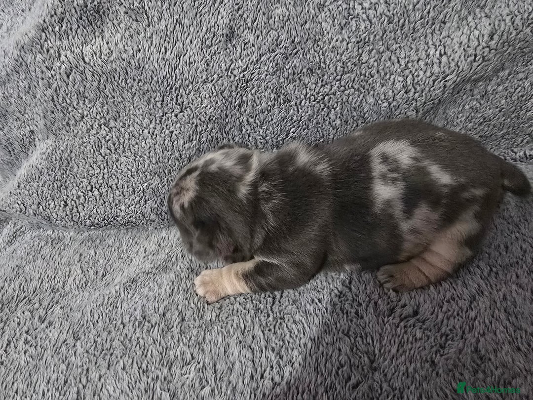 Pug dogs for sale: KC pug puppies  - Advert 4