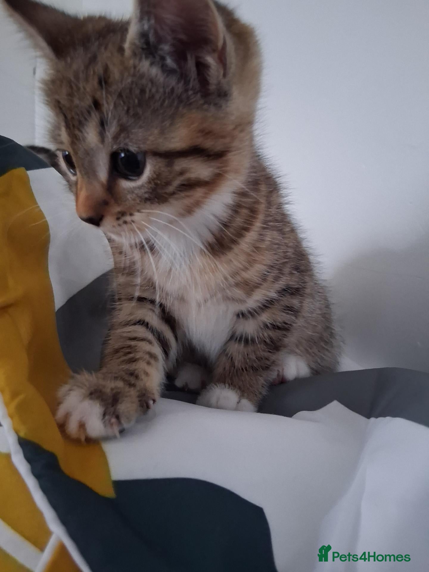 Mixed Breed cats Kitten 4 sale - Advert 14