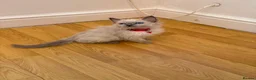Ragdoll cats for sale: Ragdoll kittens for sale - Advert 7