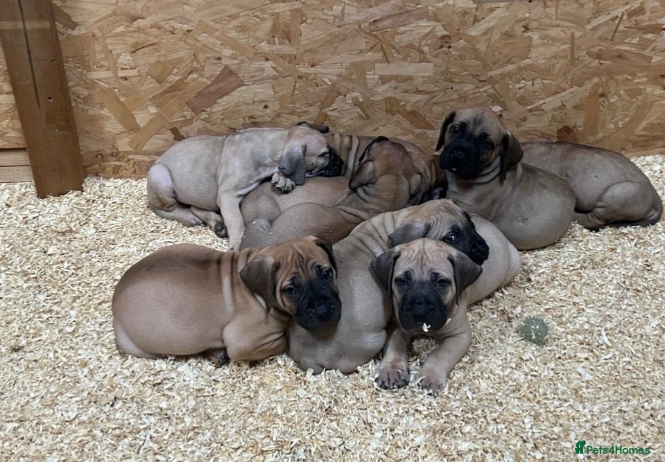 Boerboel dogs South African boerboel - Advert 5