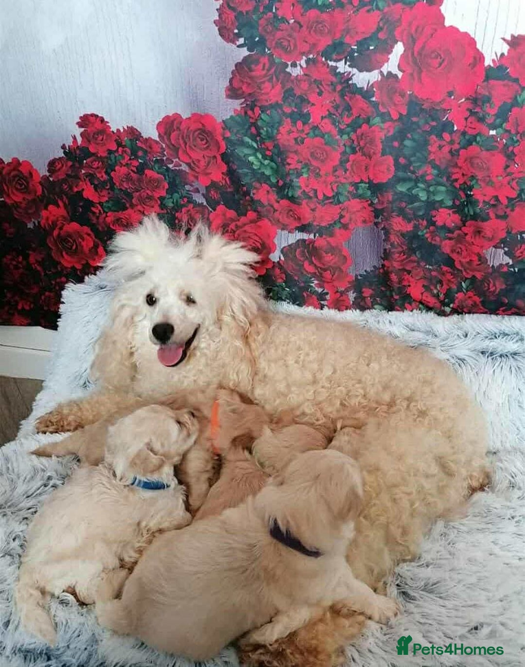 Maltipoo dogs for sale: Toy Maltipoos  - Image 9
