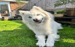 Siberian Husky dogs for sale: Perfect Mini Husky puppies - Image 14