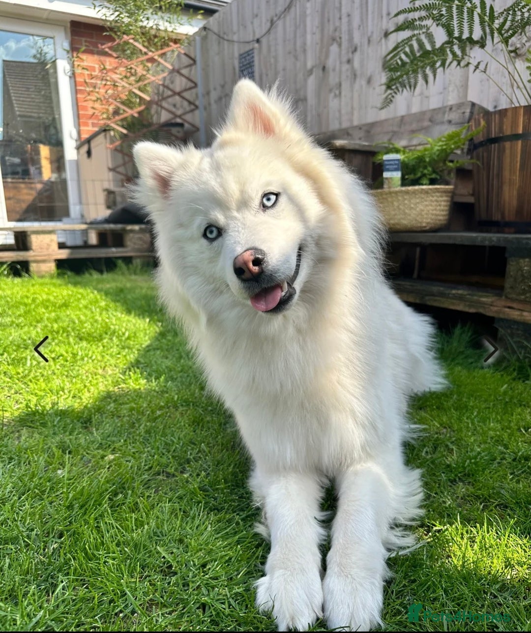 Siberian Husky dogs for sale: Perfect Mini Husky puppies - Image 14