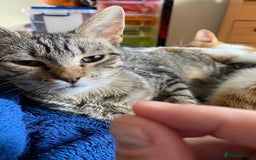 British Shorthair cats for sale: Tabitha and Ivory - Image 3