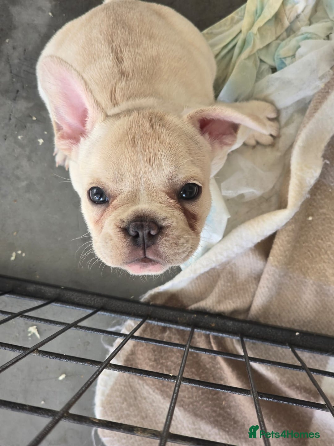 French Bulldog dogs for sale: One adorable female 🩷 French Bulldog Puppy  - Image 13