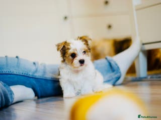 Yorkshire Terrier dogs ❤️Beautiful blue eyed Yorkshire terrier puppies❤️ - Advert 3