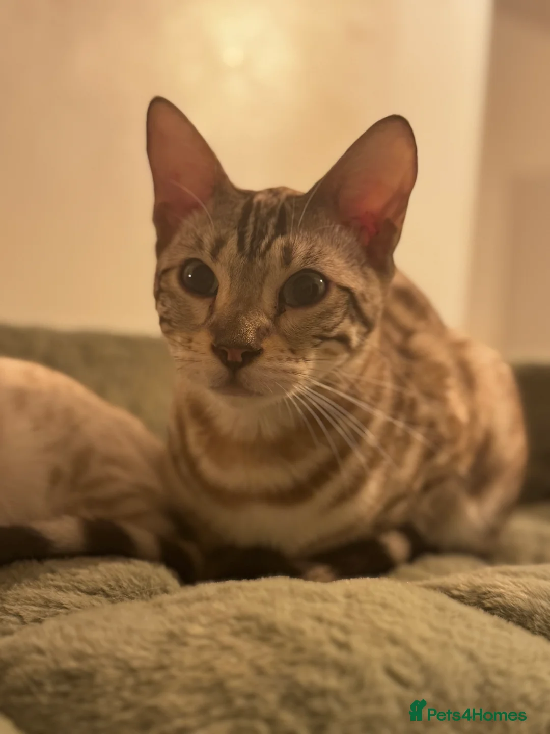 Bengal cats for sale: Bengal snow mink - Advert 1