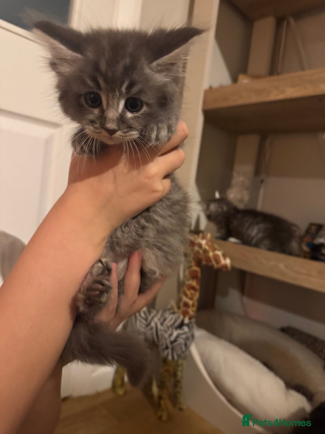 Ragcoon cats for sale: 6 beautiful boy Mainecoon x ragdoll kittens  - Advert 24