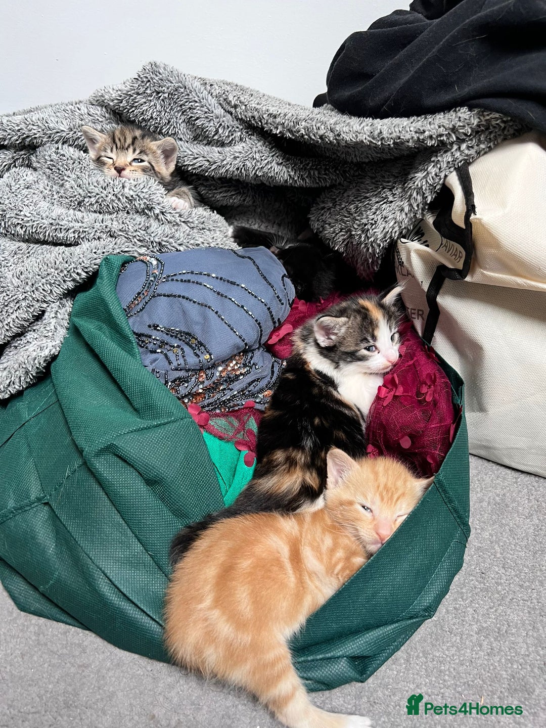 American Shorthair cats for sale: Playful Kittens Looking for Forever Homes - Image 3