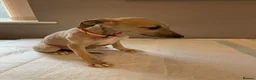 Whippet dogs for sale: Whippets  - Advert 14