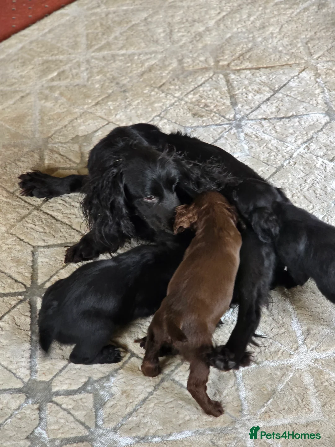 Cocker Spaniel dogs for sale: Working type cockers  in Cumnock - Advert 2