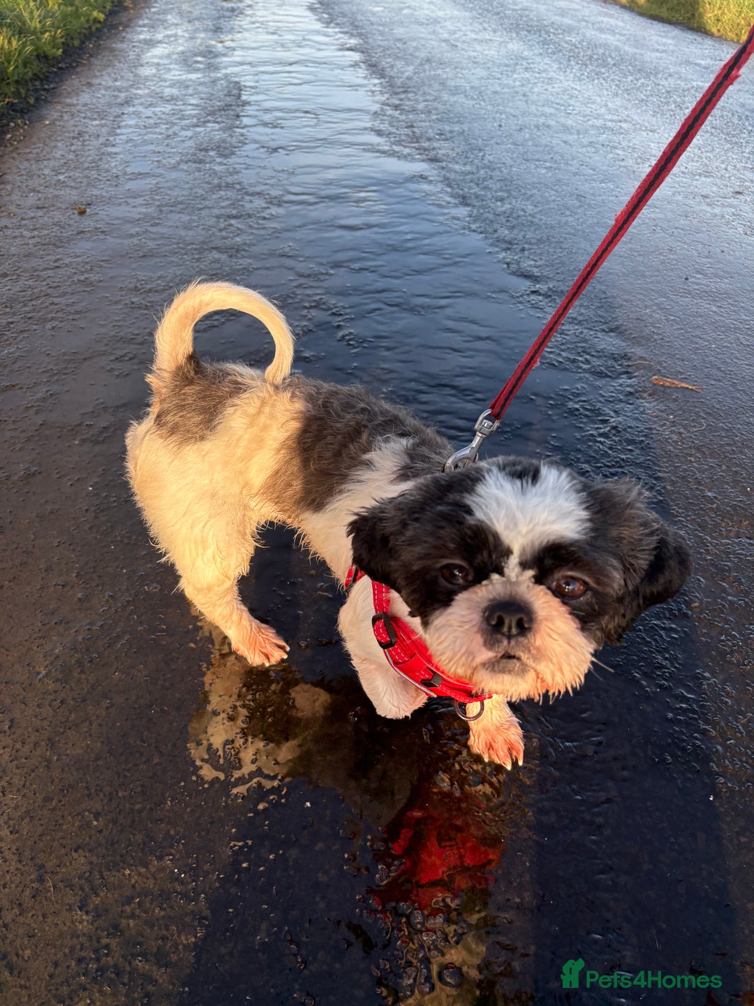 Shih Tzu dogs for sale: Male Shih Tzu - Advert 2