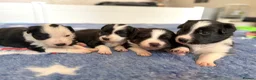 Border Collie dogs for sale: KC registered sport puppies - Advert 3