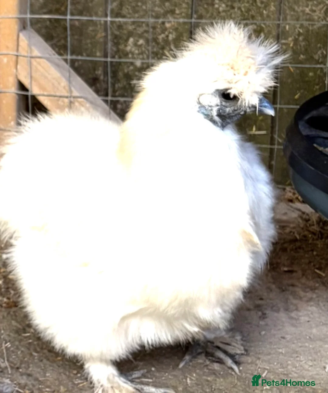 Chickens poultry for sale: 3x silkie chickens  in Plymouth - Advert 2