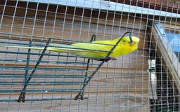 Budgerigars birds for sale: Baby budgies  - Image 3