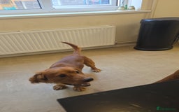 Cocker Spaniel dogs for sale: Puppy needs a new home - Image 3