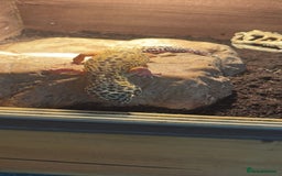Leopard Gecko reptiles for sale: 2 leopard geckos with full vivarium and supplies - Image 4
