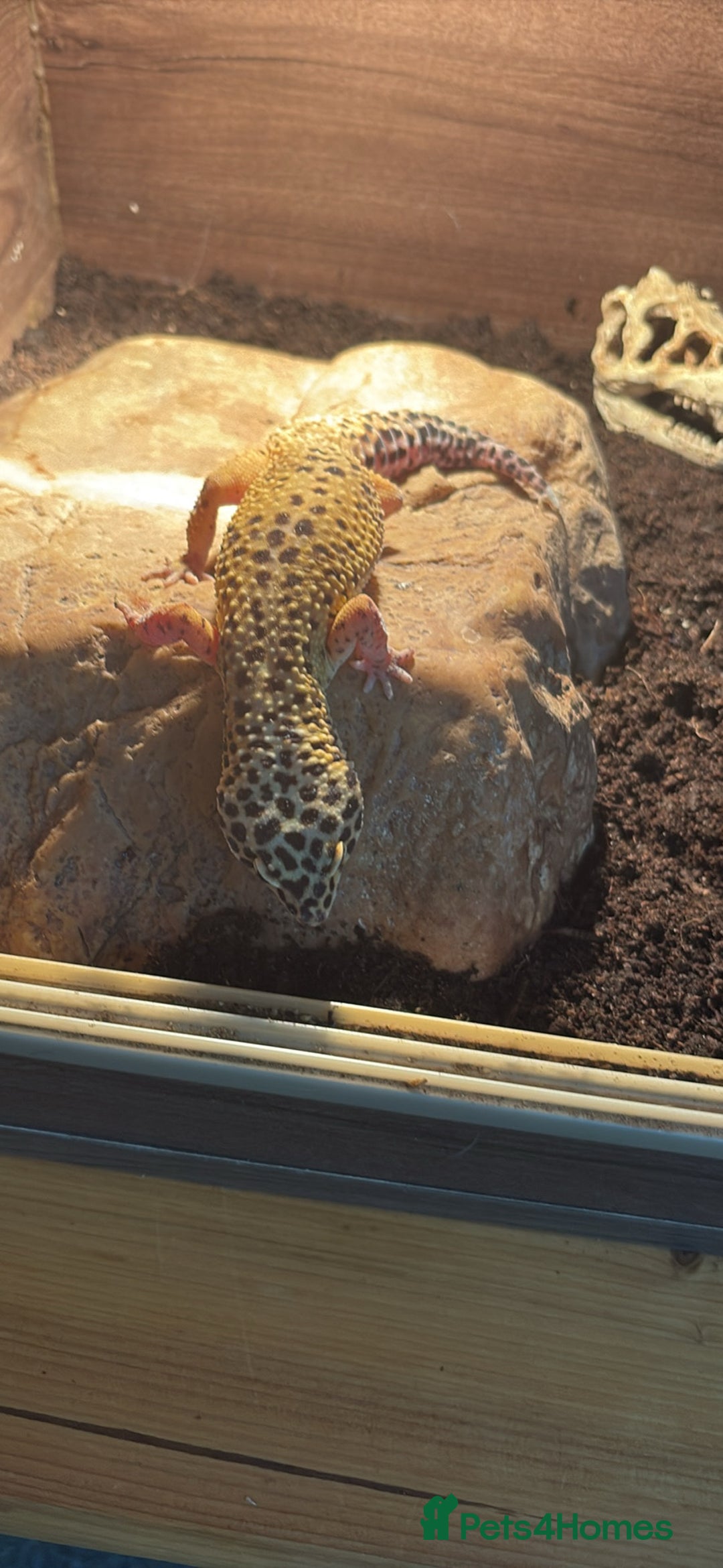 Leopard Gecko reptiles for sale: 2 leopard geckos with full vivarium and supplies - Image 4