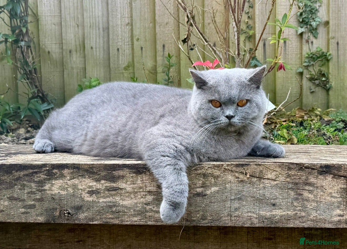 British Shorthair cats 1 year old blue British shorthair  - Advert 1
