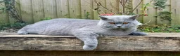 British Shorthair cats for sale: GCCF 1 year old blue British shorthair  - Advert 1