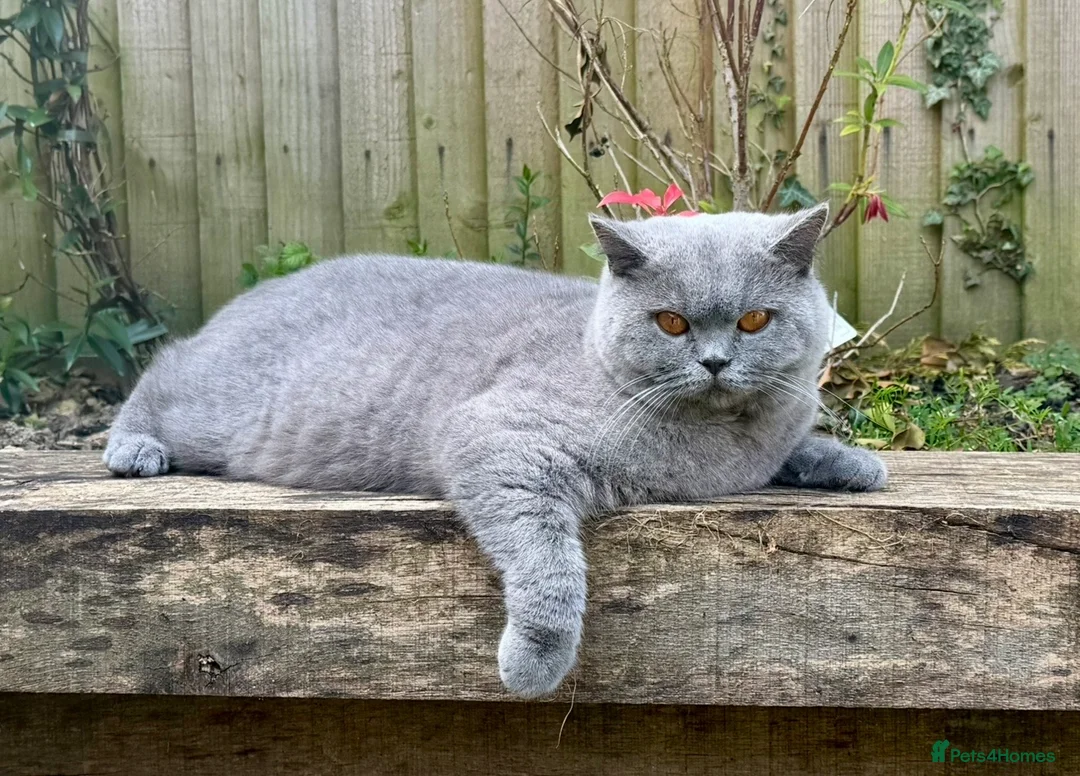 British Shorthair cats for sale: GCCF 1 year old blue British shorthair  - Advert 1