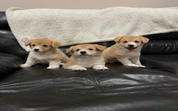 Welsh Corgi Pembroke dogs for sale: KC registered puppies 🐶  - Image 3